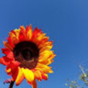 Meet your Posher, Kaytee